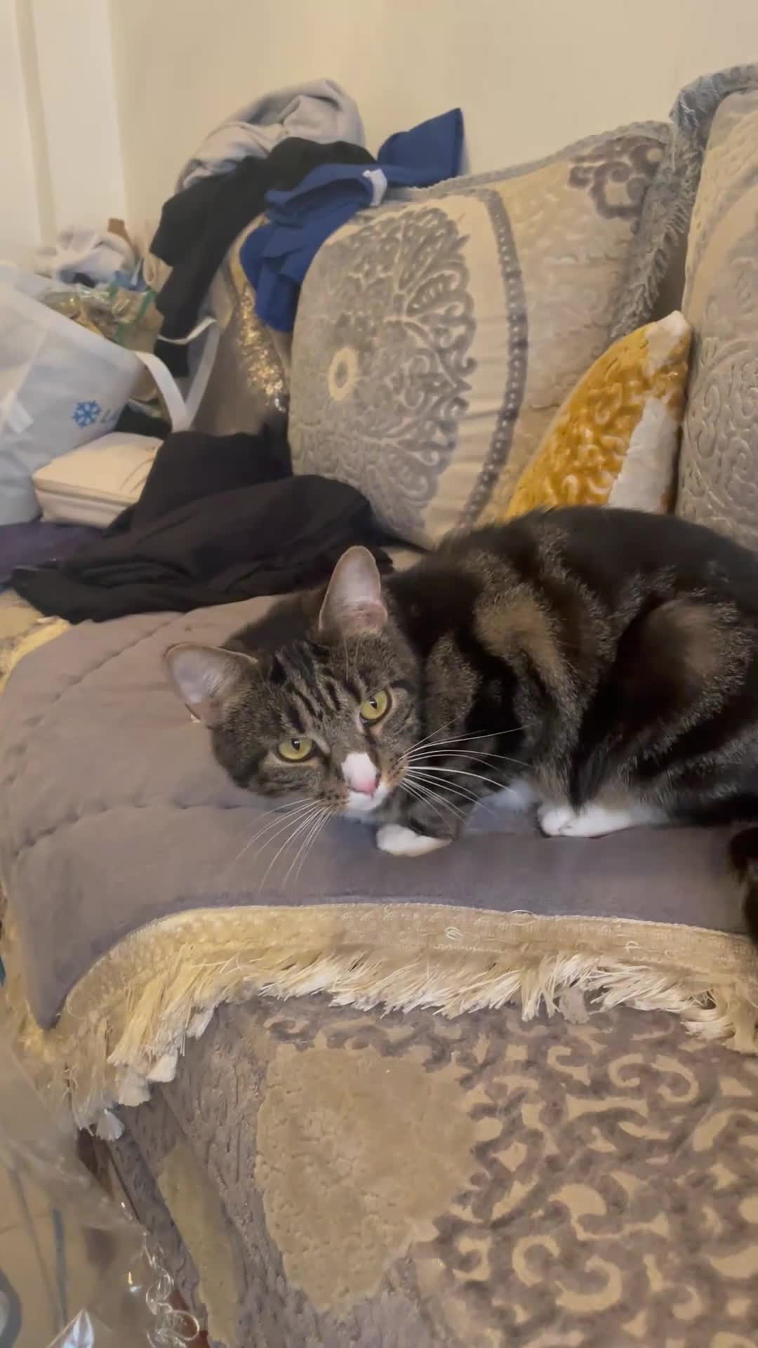 British Shorthair cats for sale: Two Beautiful Loving Male Cats  - Video 2