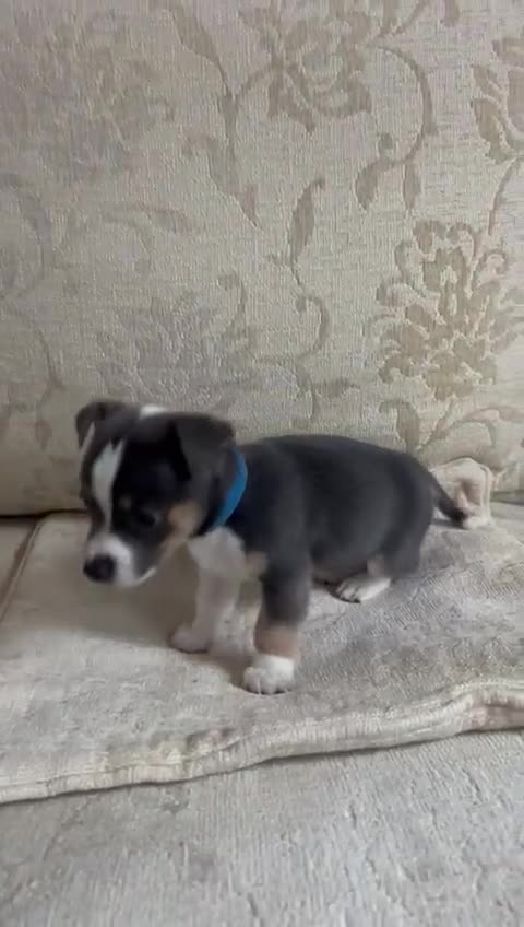 Jack Russell dogs for sale: Jack Russell  - Video 2