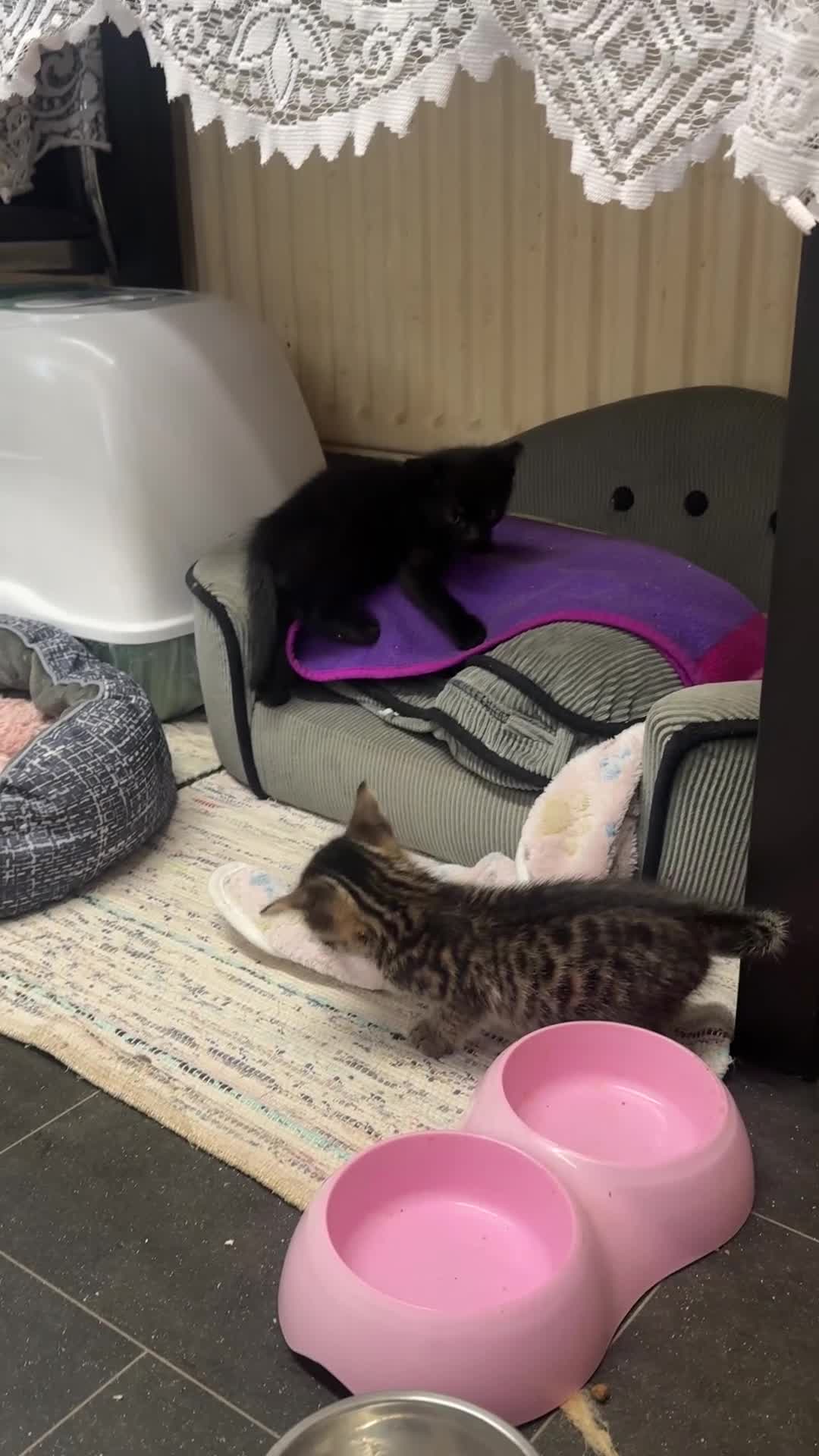 Domestic Shorthair cats for sale: 3 Mixed Breed domestic shorthair kitten for sale - Video 1