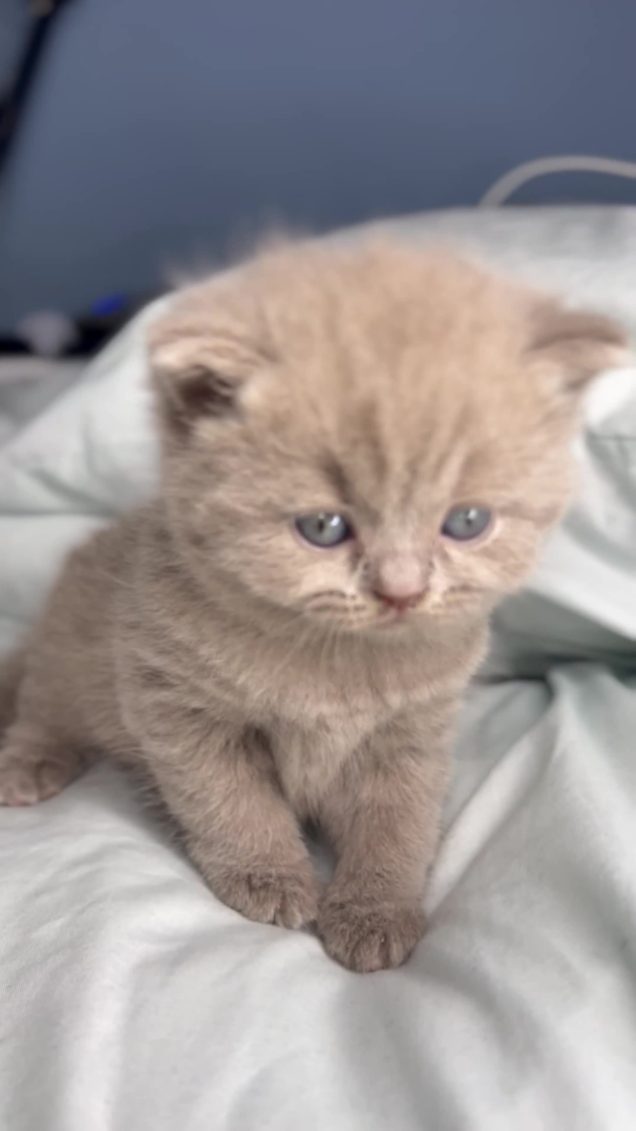 British Shorthair cats for sale: 🐱Adorable Rare Lilac British Shorthair Kittens - Video 4