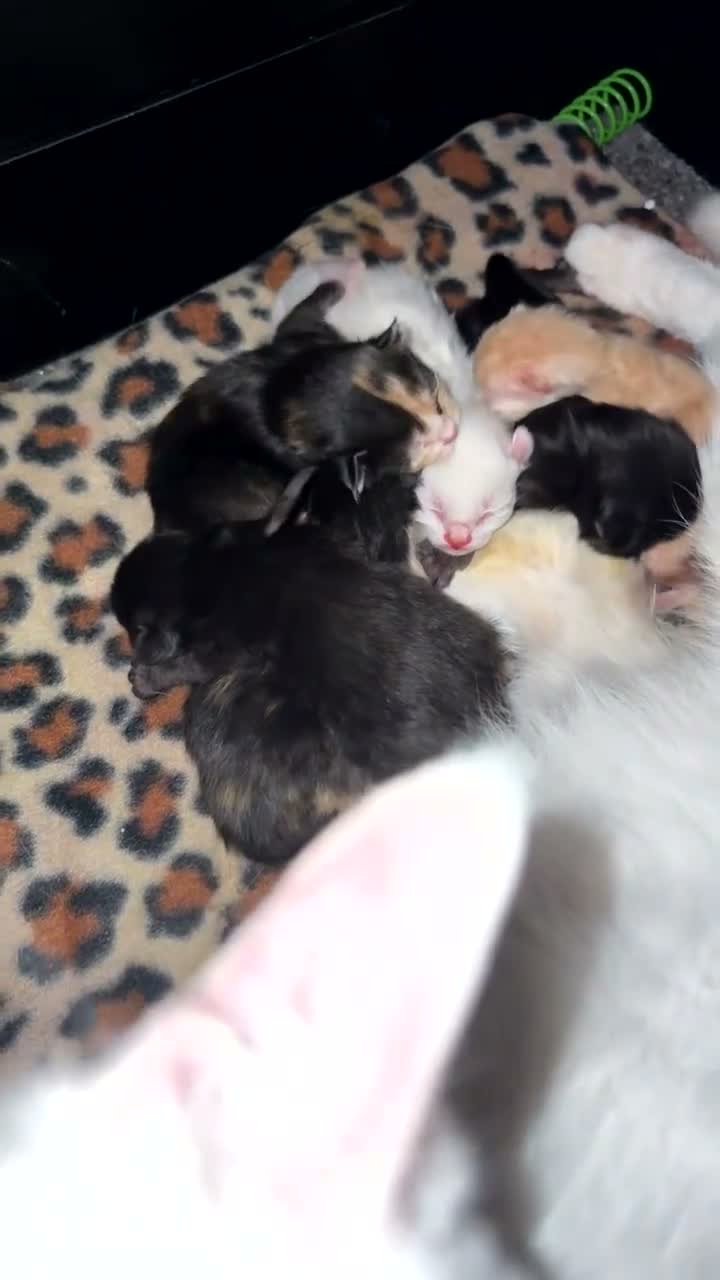 Mixed Breed cats for sale: 5 kittens will be available around 10th November  - Video 1