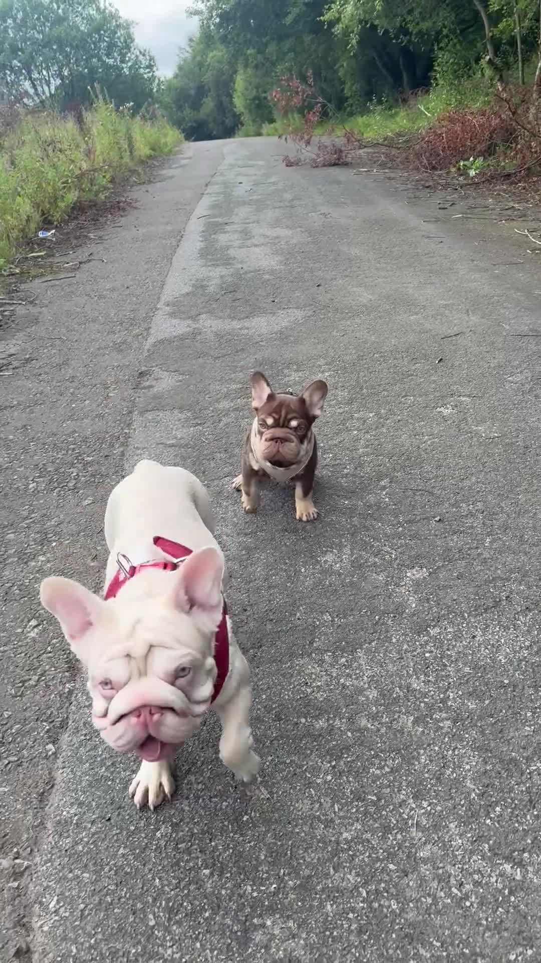French Bulldog dogs for sale: Kc reg male ** rojo frenchie fluffy carrier - Video 1