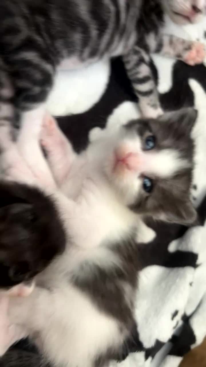 Mixed Breed cats for sale: Bengal cross kittens - Video 1
