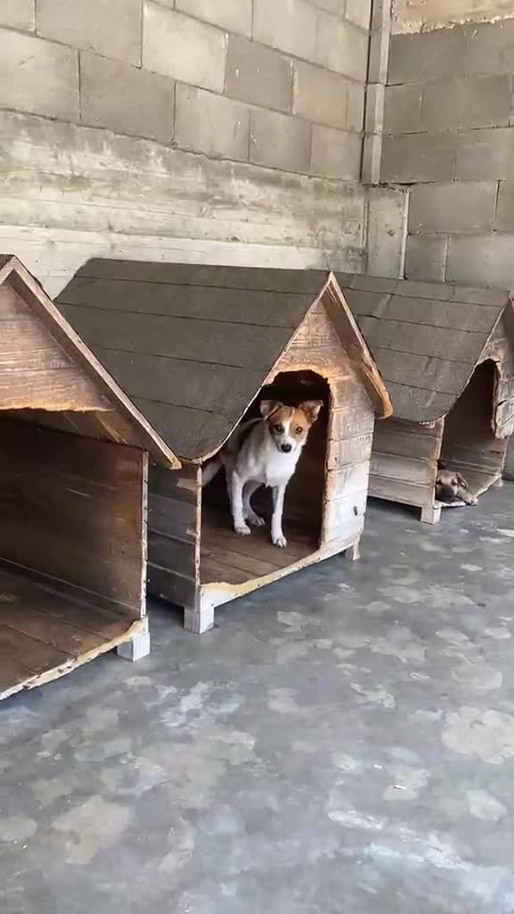 Mixed Breed dogs for adoption: Mirabel, 5 months approx. Available for adoption. - Video 4