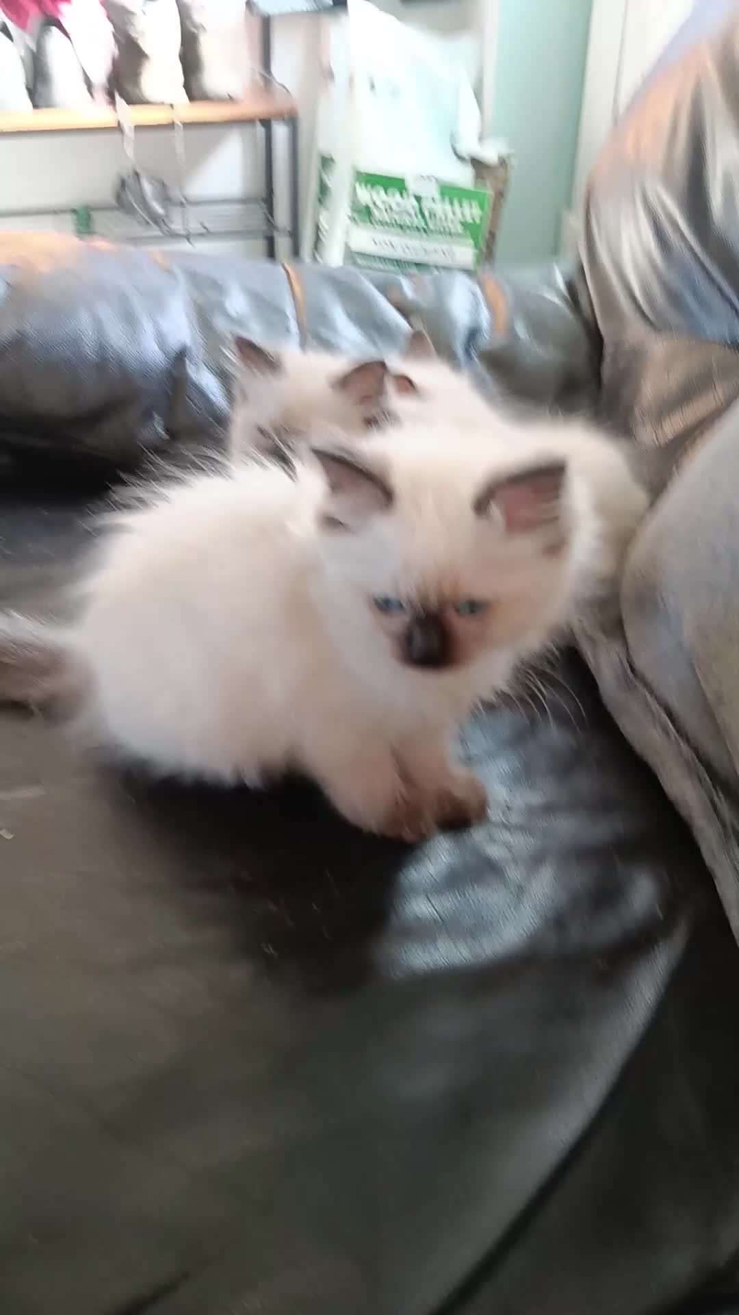 Ragdoll cats for sale: GCCF registered seal and chocolate ragdoll kittens - Video 1