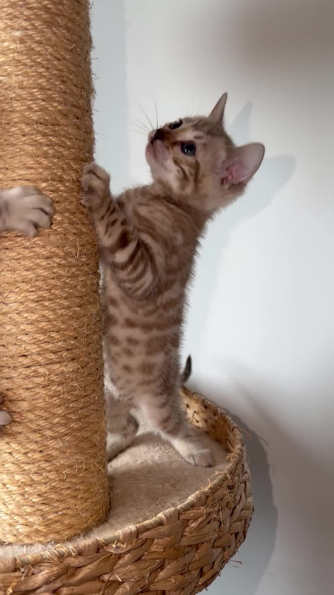 Bengal cats for sale: TICA-Pedigree Snow Lynx Bengal Kittens 🏆Active! - Video 4