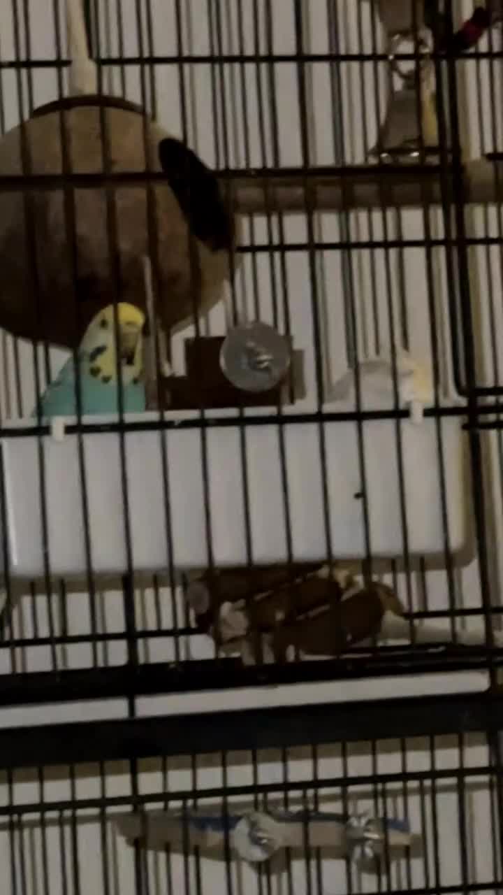 Budgerigars birds for sale: Two budgies in need of a new home. - Video 1