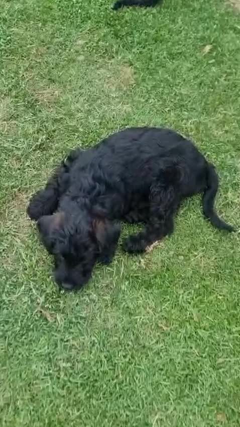 Labradoodle dogs for sale: Wonderful labradoodle puppies - Video 1