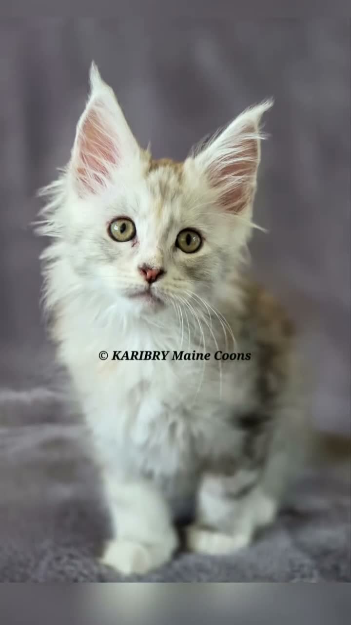 Maine Coon cats for sale: RARE Red Shaded, XL large TICA registerd  - Video 1