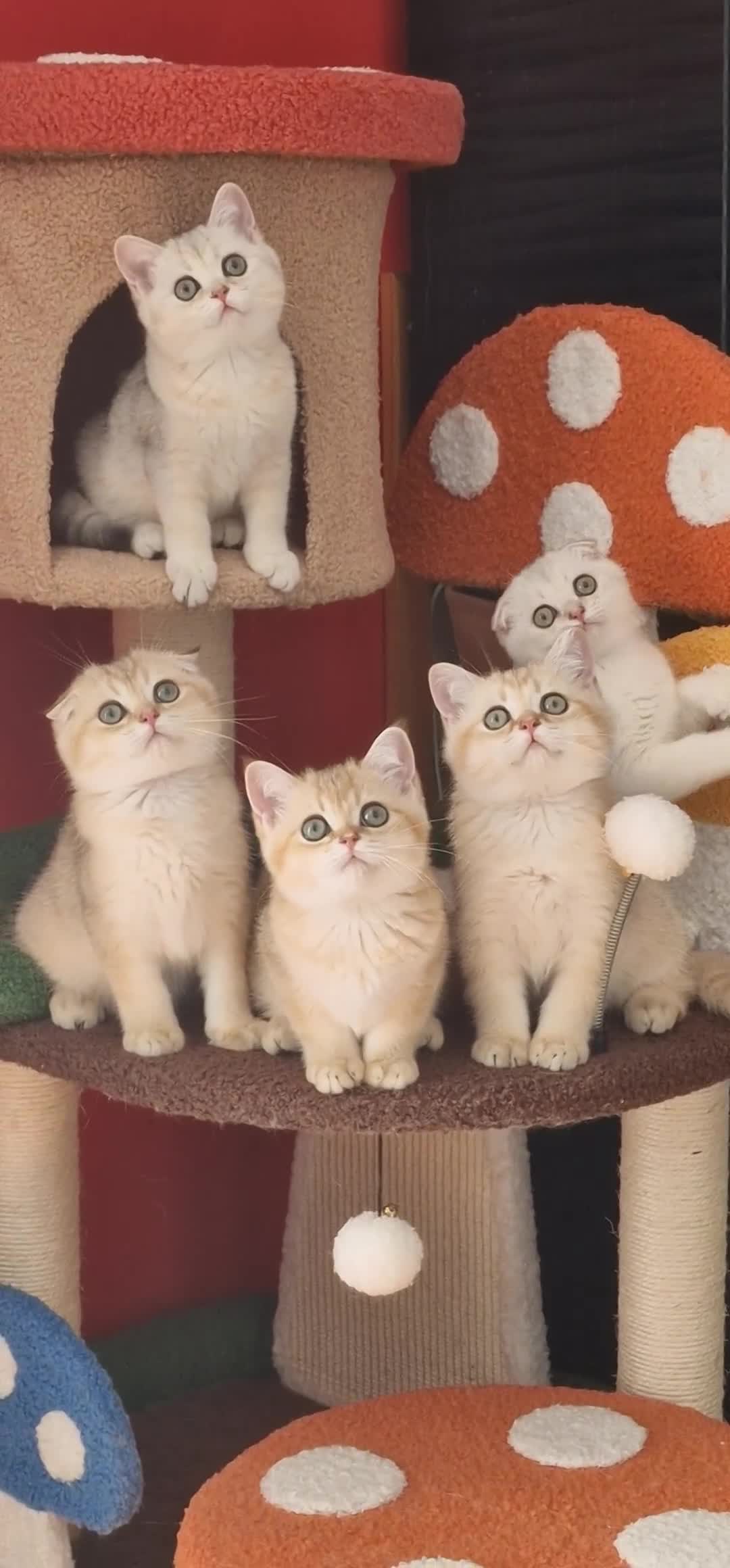 Scottish Fold cats for sale: Scottish straight boy ready to leave - Video 1