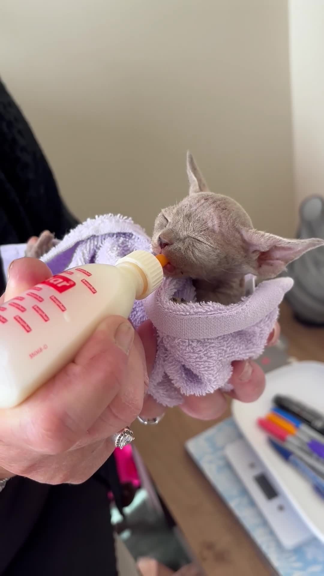 Devon Rex cats for sale: Price Reduced!TICARegisteredDevonRex lilac kittens - Video 2