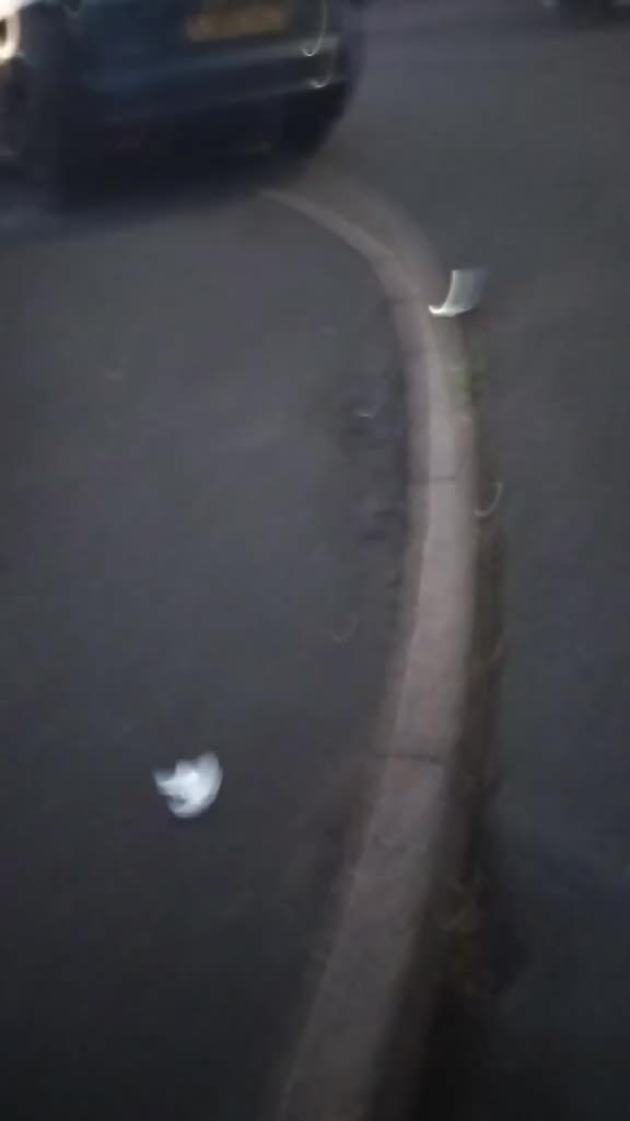 English Bulldog dogs for sale: Female British bulldog - Video 1