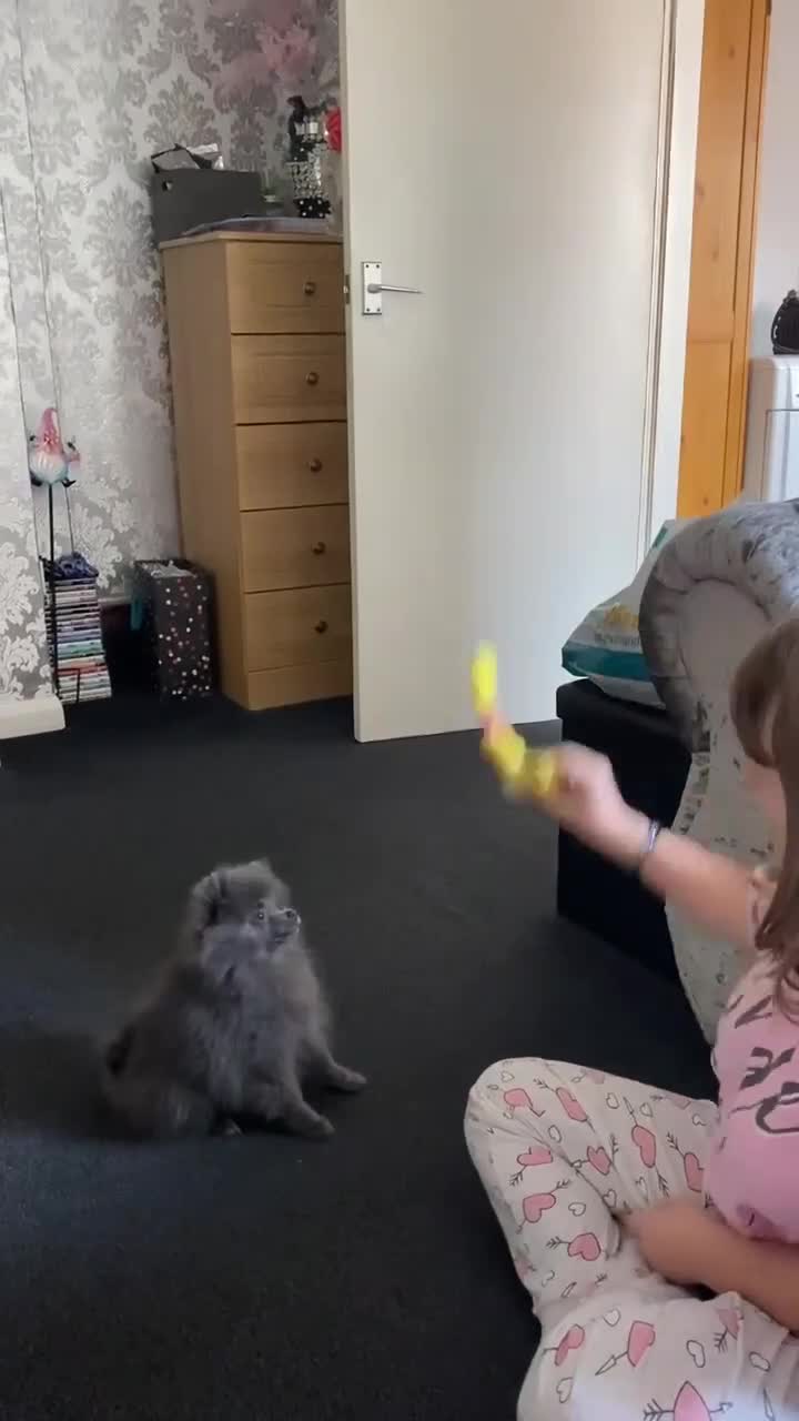 Pomeranian dogs for sale: Tiny Pomeranian Pups - Video 1