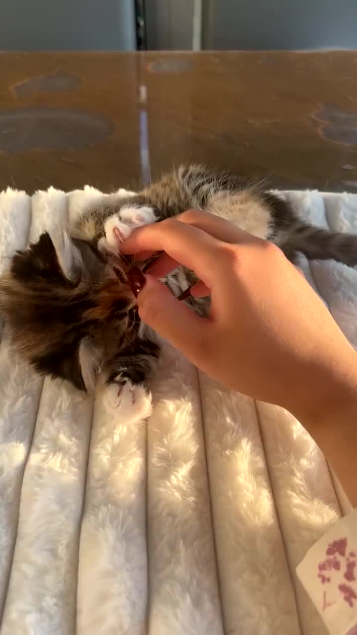 Scottish Fold cats for sale: Scottish Fold/ ALL PRICE NEGOTIABLE! 🐾  - Video 1