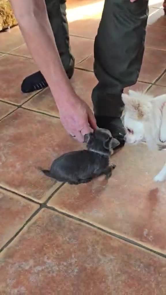 Chipoo dogs for sale: Chipoo - Video 1