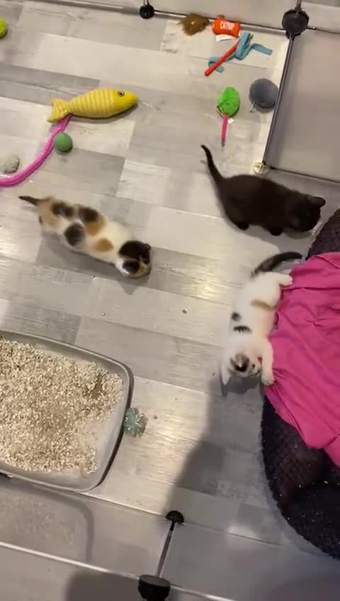 Mixed Breed cats for sale: 7 Beautiful Kittens 🩷💙 - Video 1