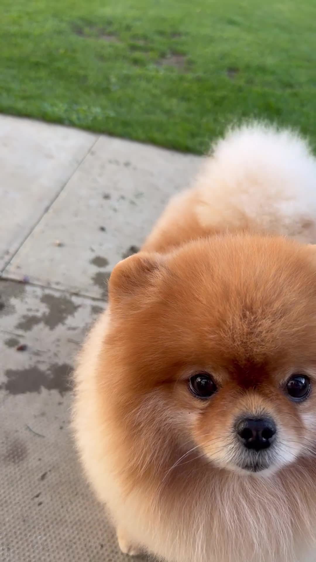 Pomeranian dogs for stud: Pomeranian stud in Stansted - Video 3