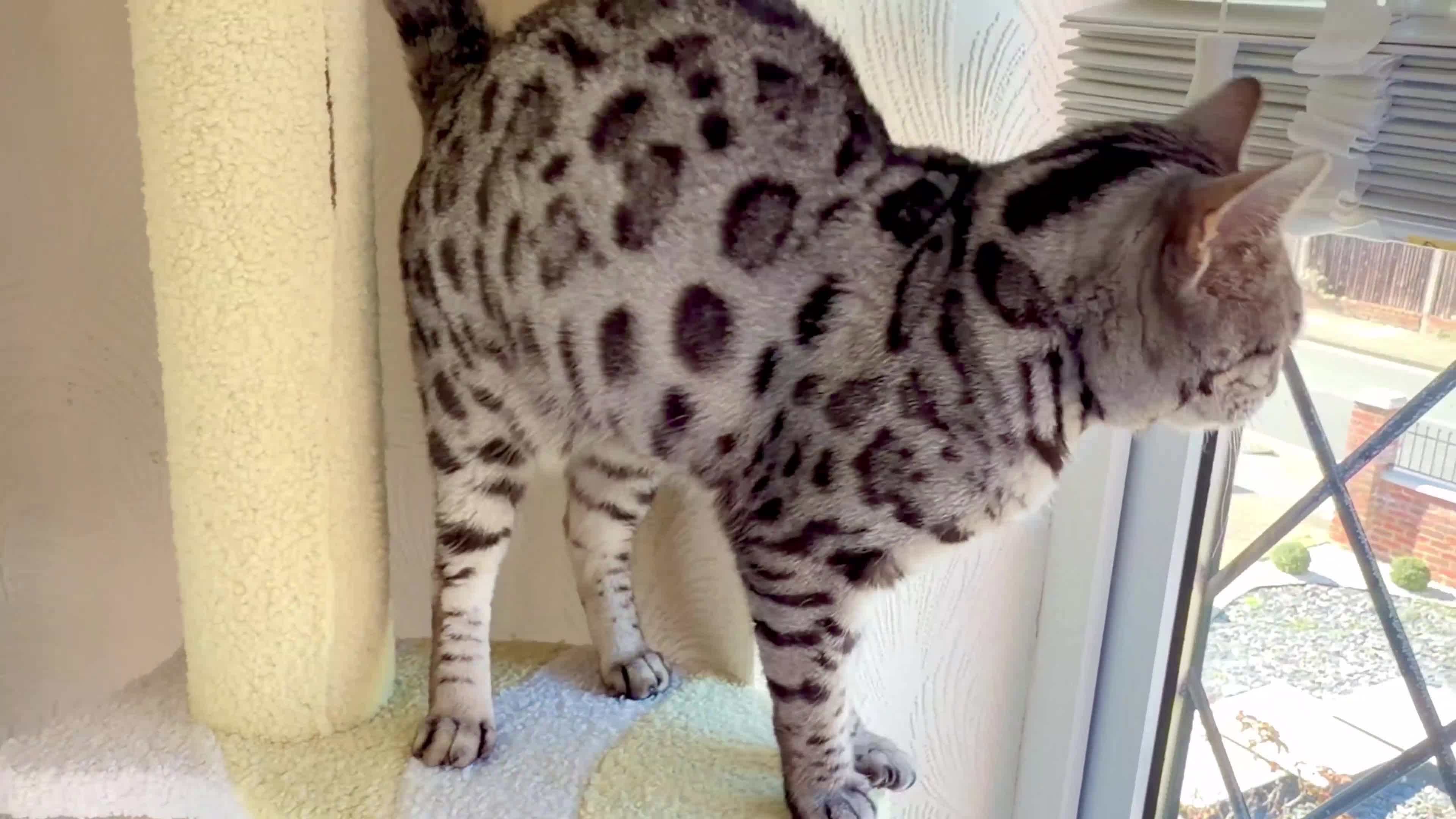 Bengal cats for sale: ✨ Beautiful Silver Bengal Girl Needs a New Home ✨ - Video 1