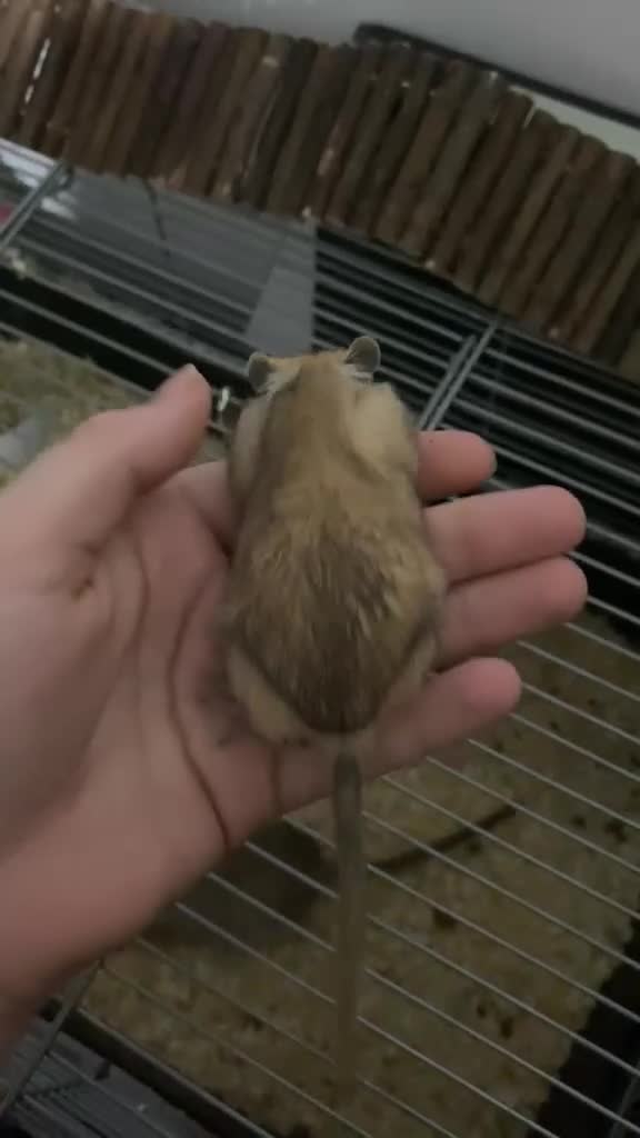Gerbil rodents for sale: FREE male gerbils! - Video 1