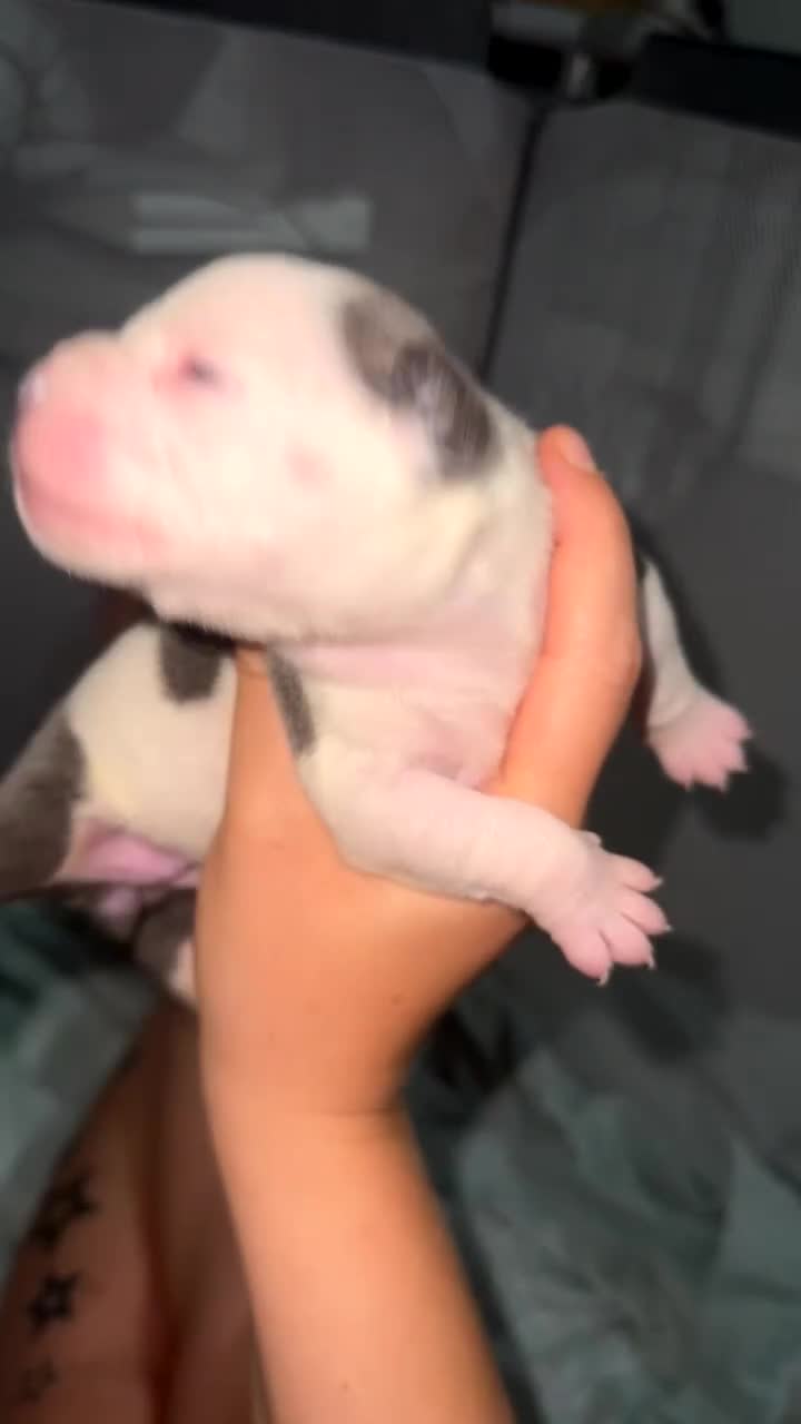Mixed Breed dogs for sale: Olde pocket bully/ mixed bully  - Video 2