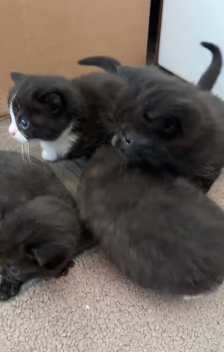 British Shorthair cats for sale: 4 black & white kittens. British short hair mother - Video 1