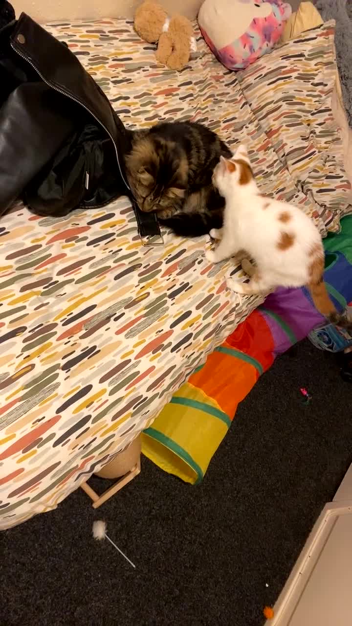 Domestic Shorthair cats for sale: Meet Nala – Your New Furry Best Friend! - Video 3