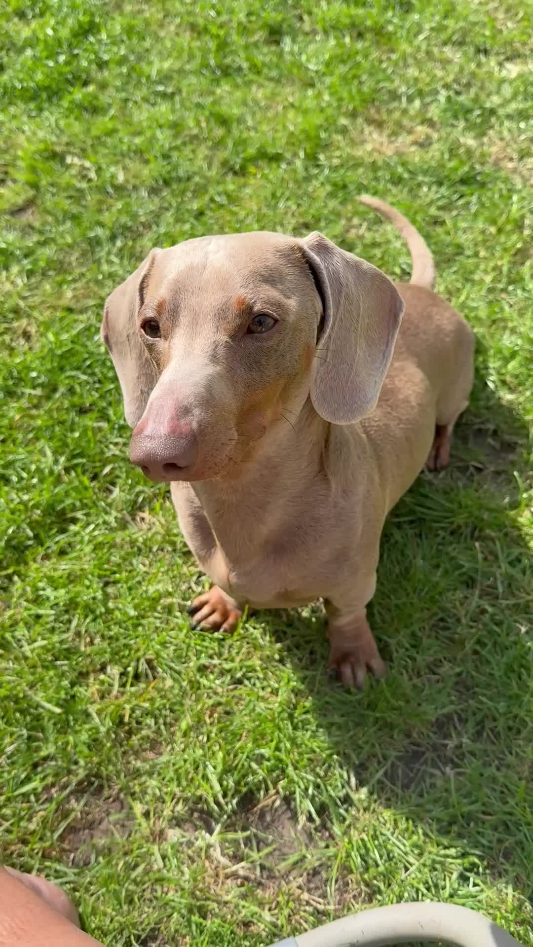 Mixed Breed dogs for sale: Beautiful 3/4 dachshund puppies - Video 2