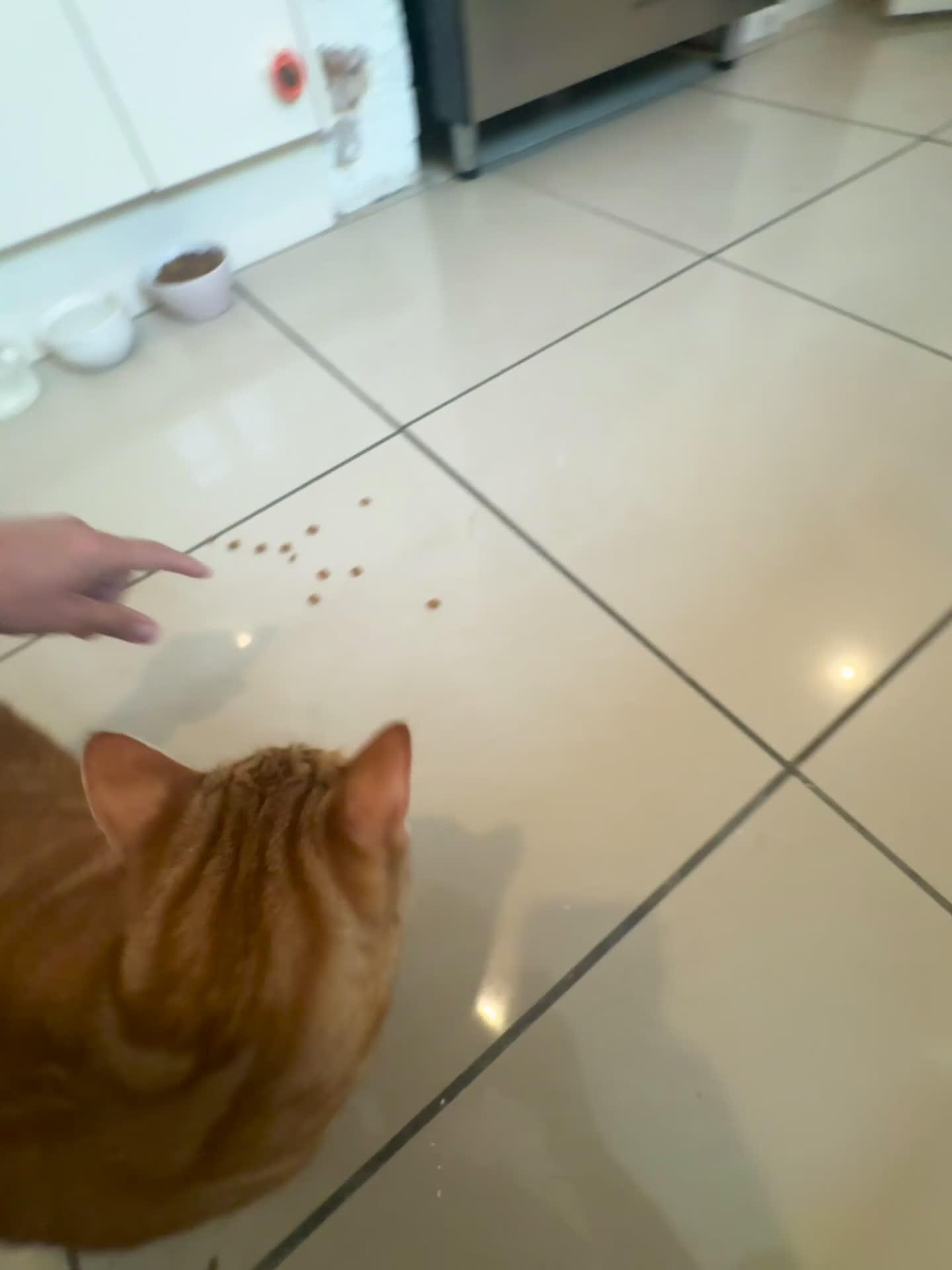 Domestic Shorthair cats for sale: Tabby - beautiful boy - Video 1