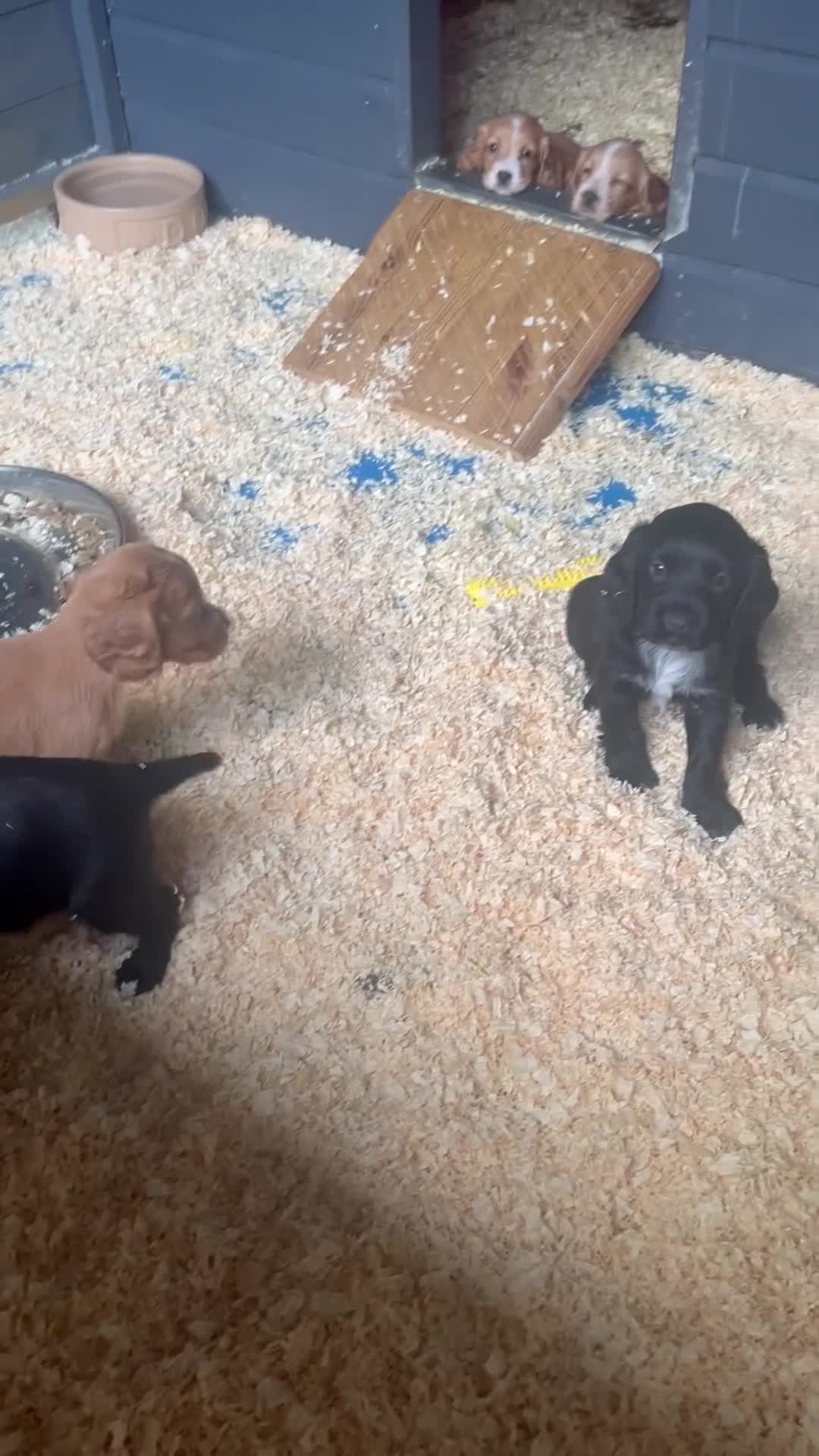 Cocker Spaniel dogs for sale: Stunning KC WCS pups - Video 2