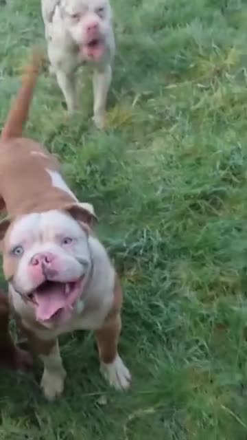 Olde English Bulldogge dogs for sale: Olde English bulldogges  in Enniskillen - Video 1