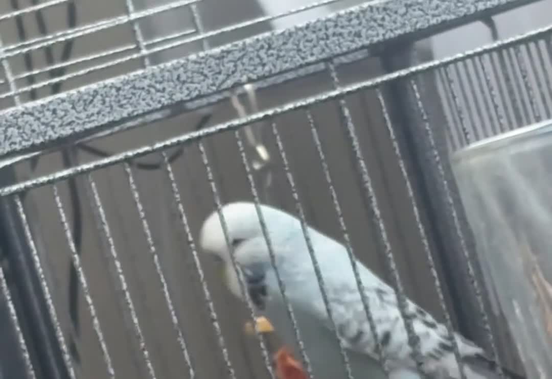 Budgerigars birds for sale: Budgie for adoption in Rochester - Video 2