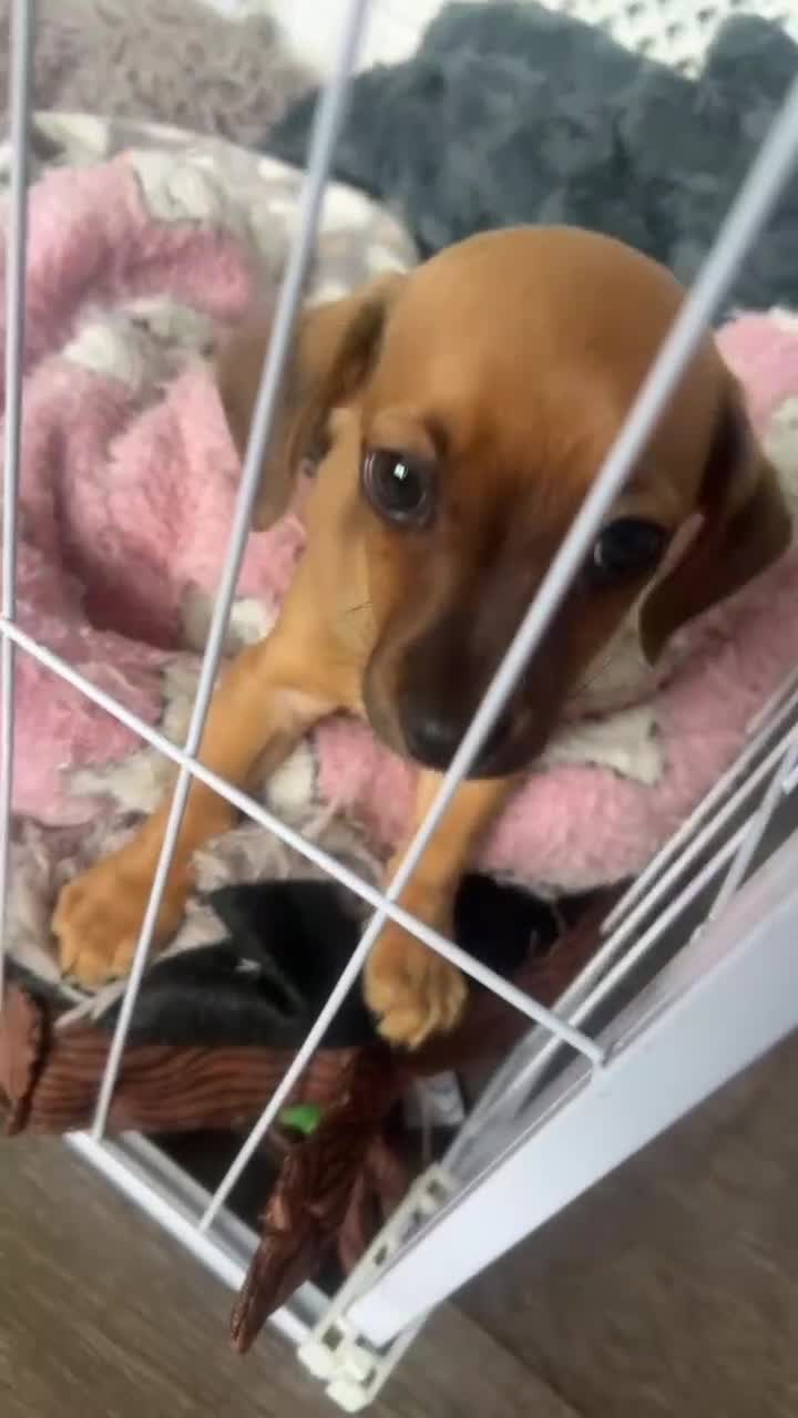 Chiweenie dogs for sale: Last boy ready to leave today  - Video 1