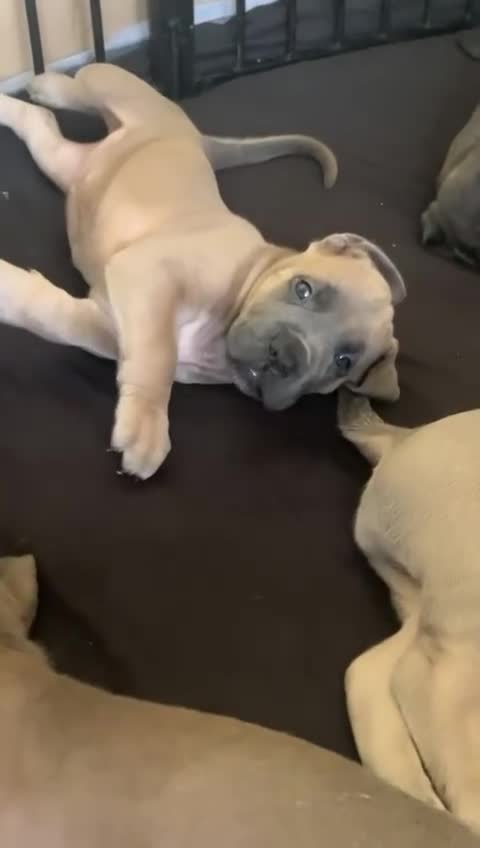 Cane Corso dogs for sale: Cane Corso Puppies for sale  - Video 1
