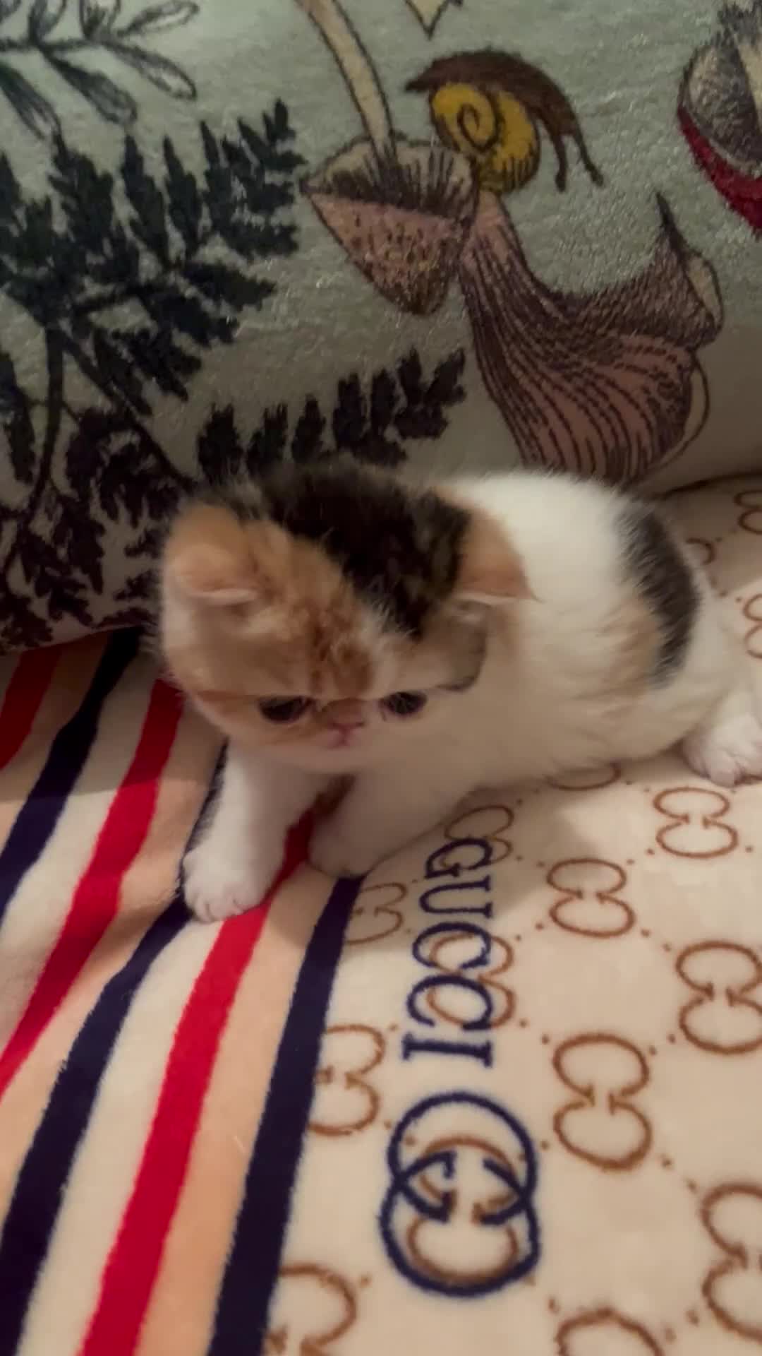 Exotic cats for sale: Exotic kittens  - Video 1