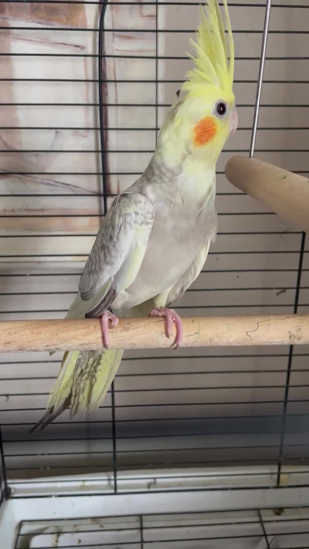 Cockatiels birds for sale: Cockatiels  - Video 1