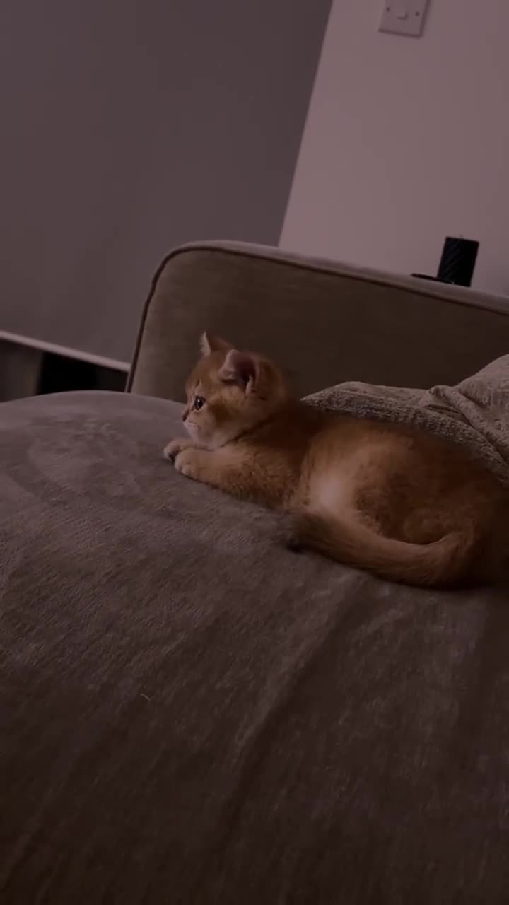 British Shorthair cats for sale: Golden chinchilla British shorthair (NY12) boy.  - Video 2