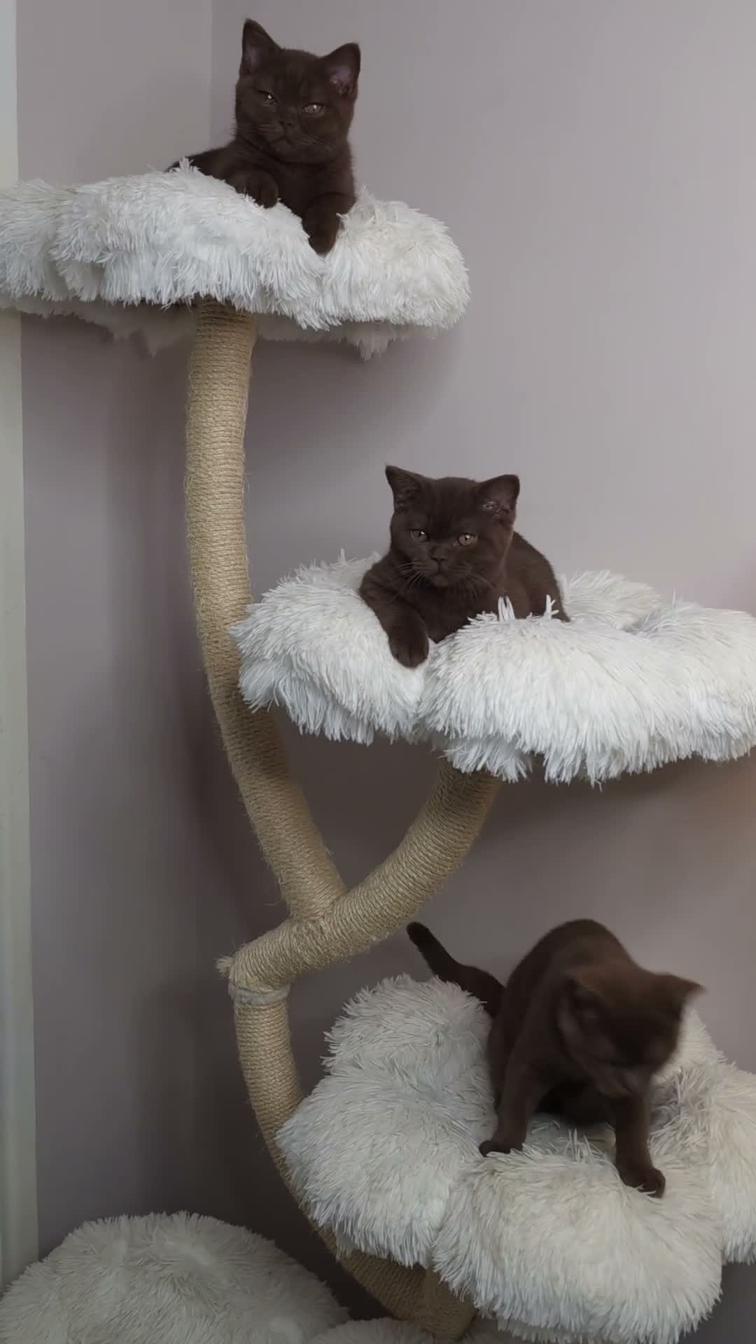 British Shorthair cats for sale: Cinnamon British Shorthair Female 🧡👑 - Video 5