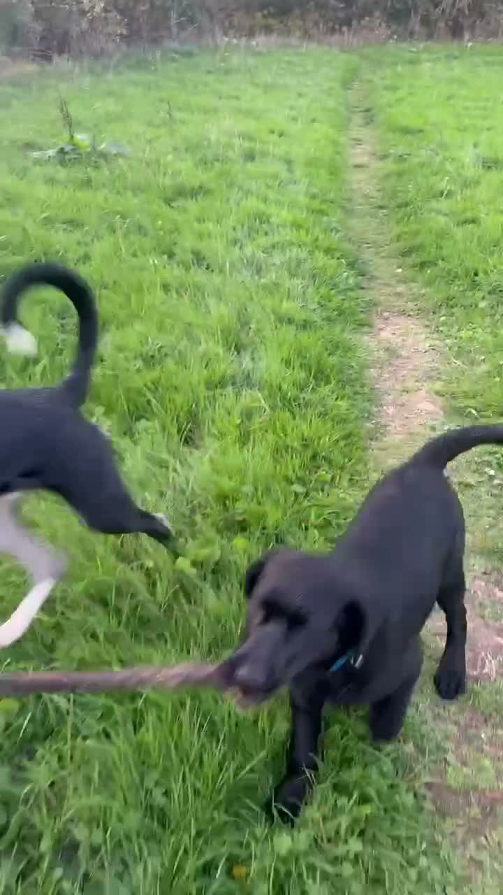 Labrador Retriever dogs for sale: 2 black female Labradors - Video 1