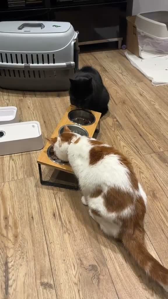 Domestic Shorthair cats for adoption: Daisy & Scarlett - Adopt Cats in Crisis East Ldn - Video 3