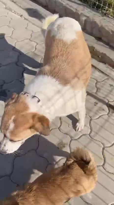 Mixed Breed dogs for adoption: 🐾🤍 MARIA – Gentle, Loyal & Ready to Belong 🤍🐾 - Video 1