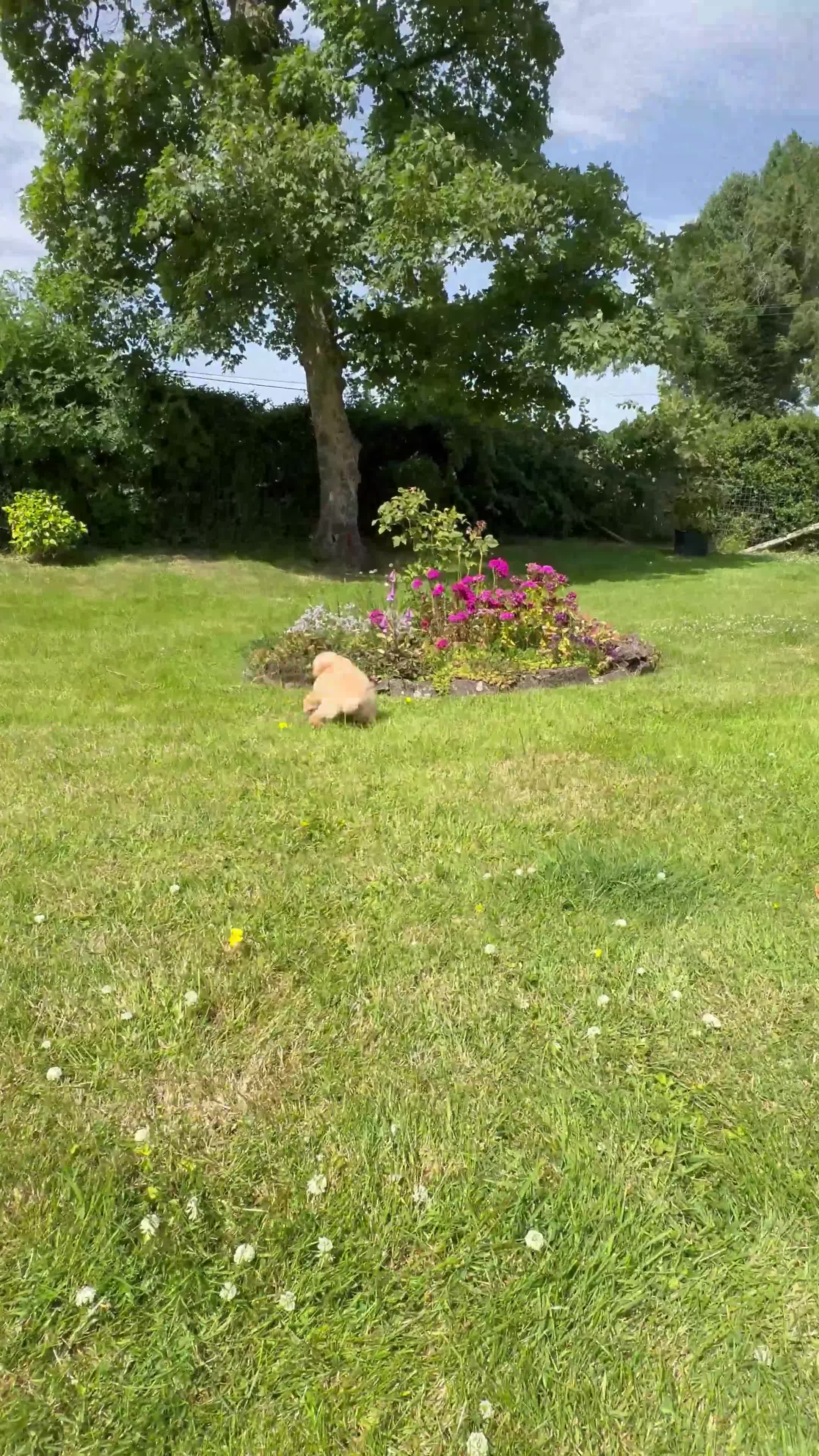 Toy Poodle dogs for sale: ⭐️ Licensed Breeder ⭐️ KC Toy Poodles - Video 2