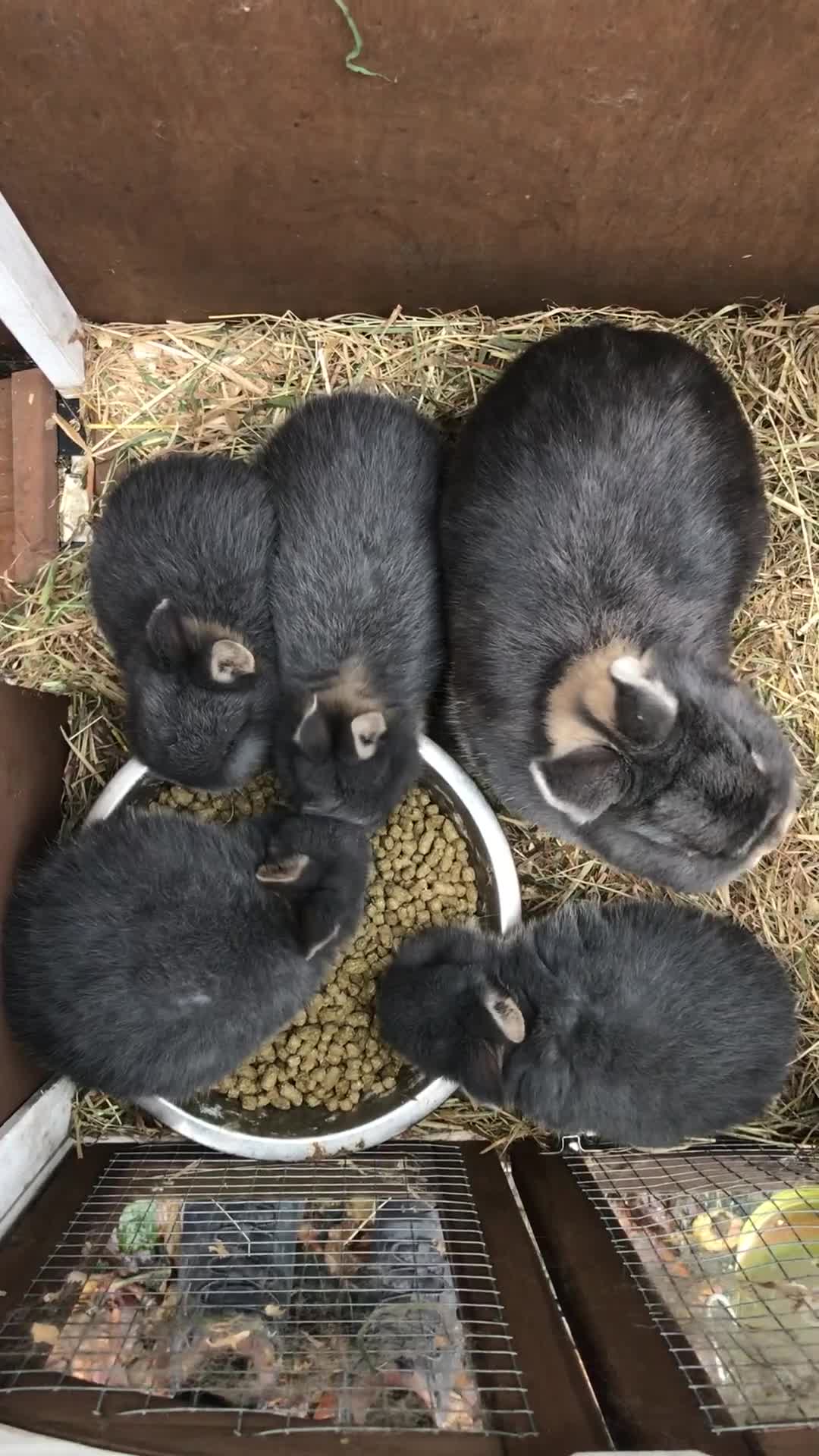 Netherland Dwarf rabbits for sale: Beautiful Netherlands Dwarf baby rabbits  - Video 1