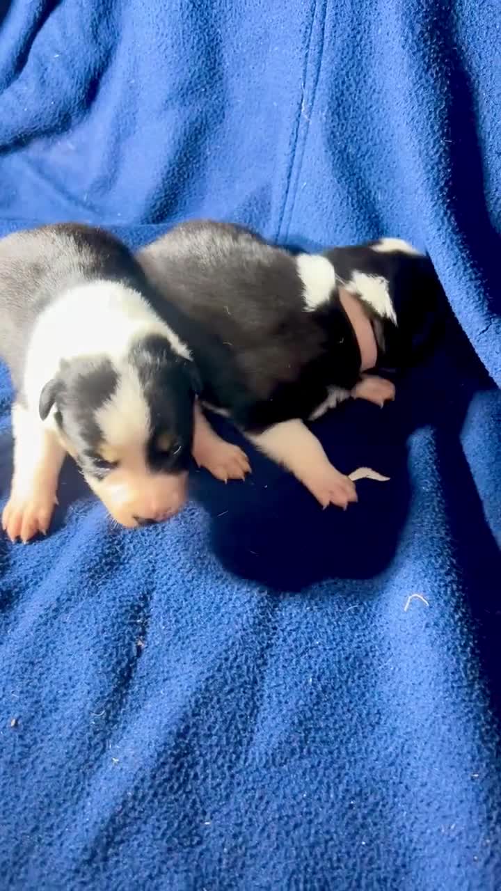 Border Collie dogs for sale: GORGEOUS BORDER COLLIE PUPPIES - Video 2