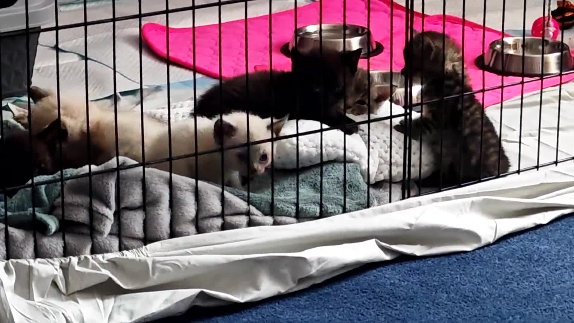 Sphynx cats for sale: For sale I have seven adorable kittens sphynx  - Video 1