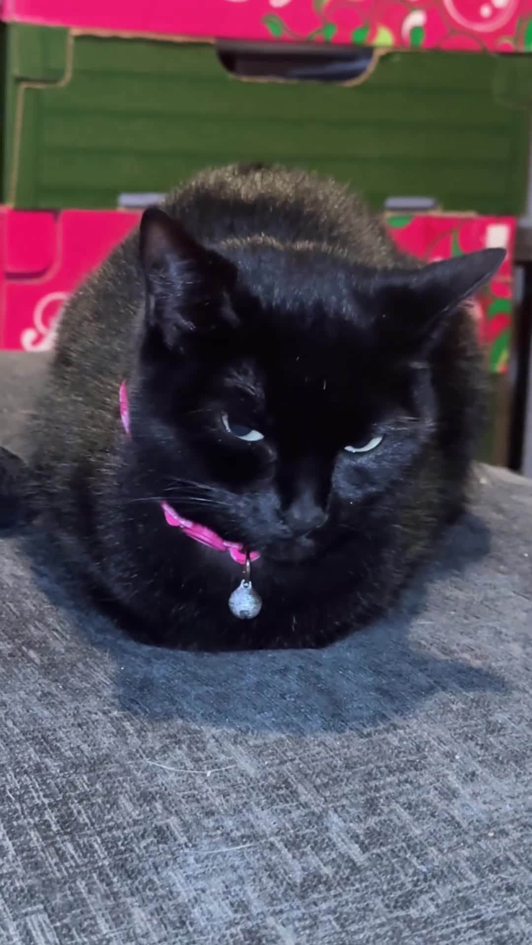 Bombay cats for sale: 🌸 Female Cat Looking for a New Home 🌸 - Video 2