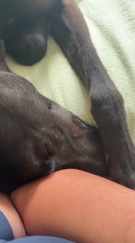 Greyhound dogs for adoption: Oliver - Video 1
