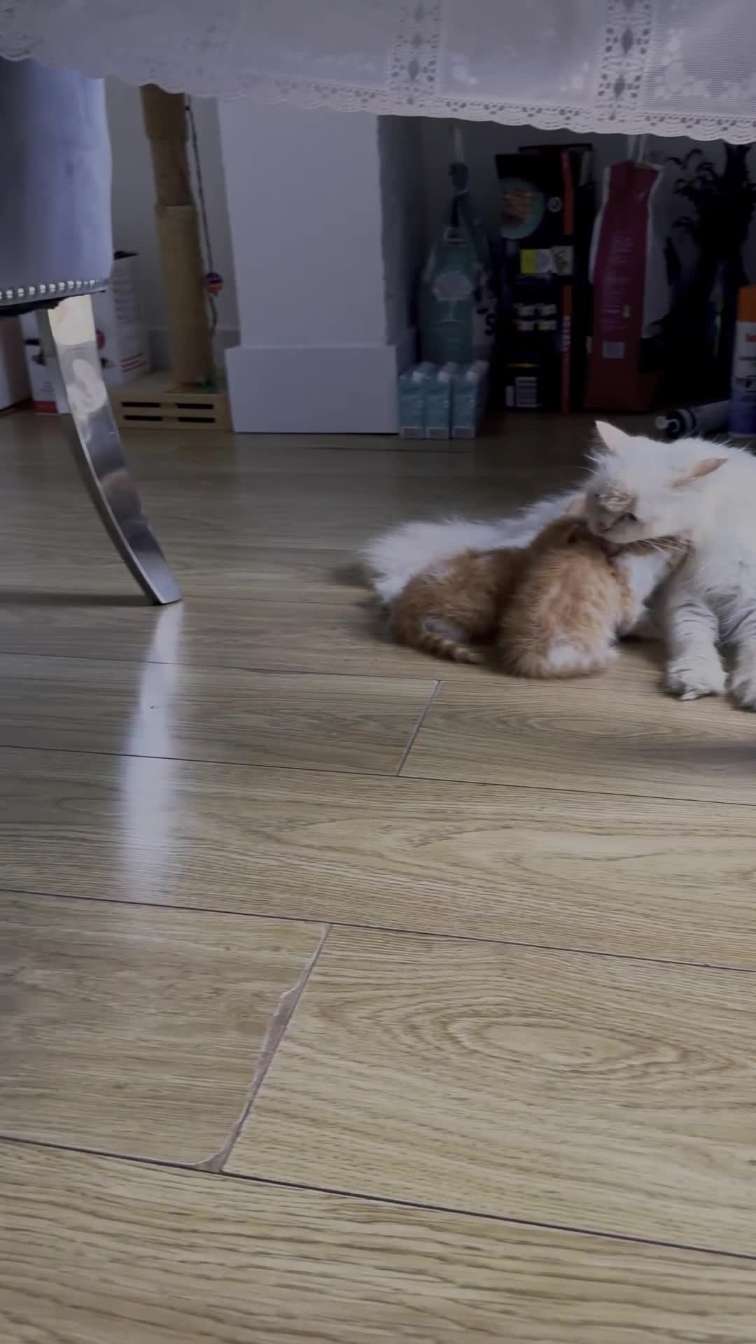 Persian cats for sale: Half Persian 3 Boys and 1 Girl  - Video 3