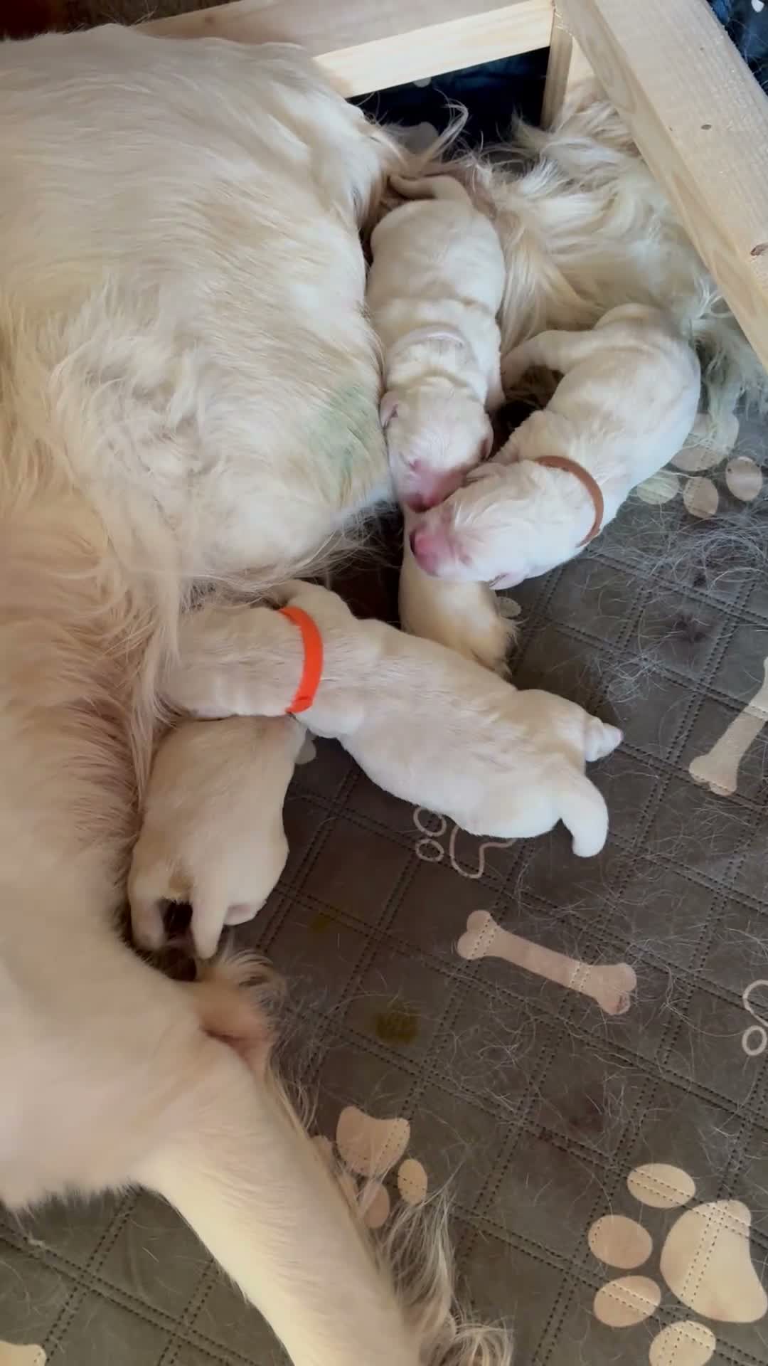 Golden Retriever dogs for sale: Stunning Cream Golden Retriever Puppies  - Video 3