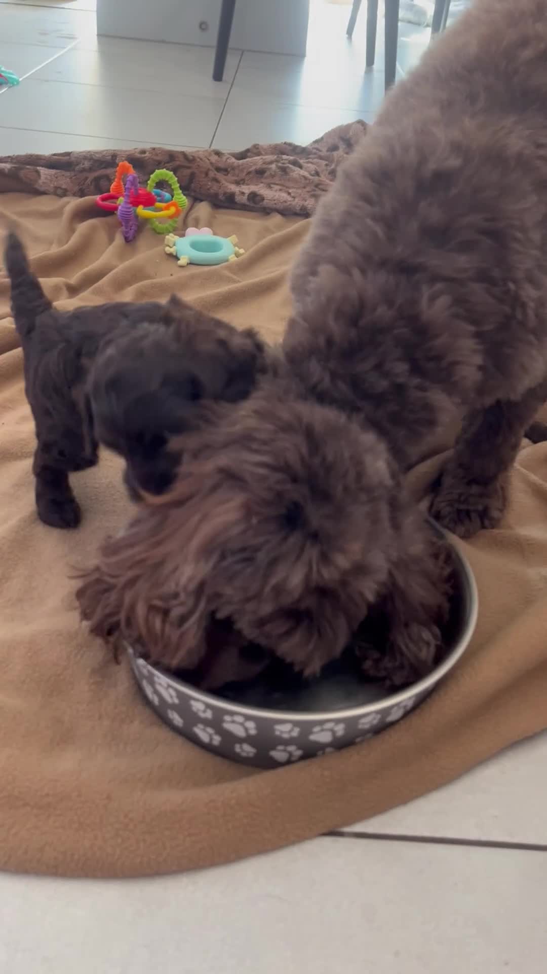 Cockapoo dogs for sale: Two adorable girl toy cockapoos - Video 1