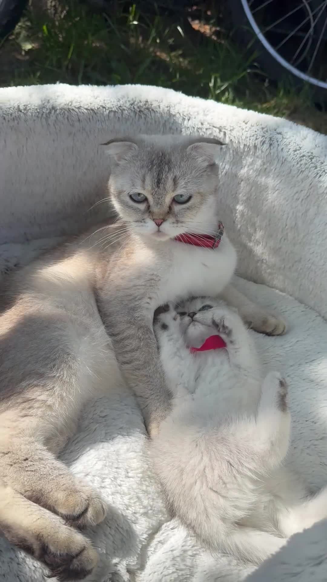 Scottish Fold cats for sale: Scottish fold - Video 1